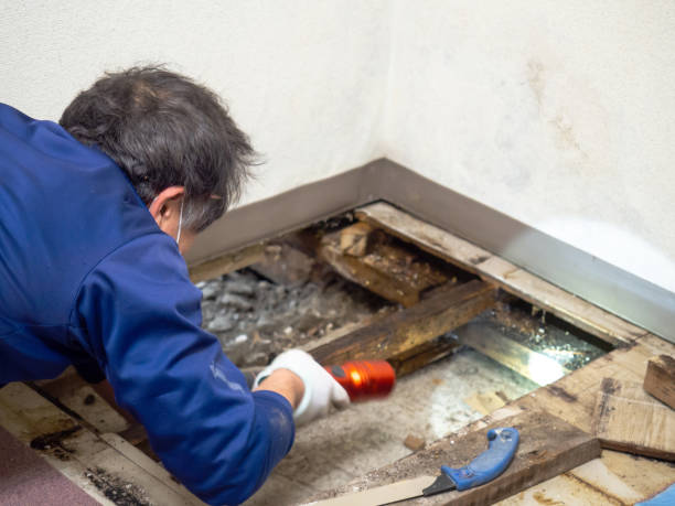 Certified Mold Removal in South Willard, UT