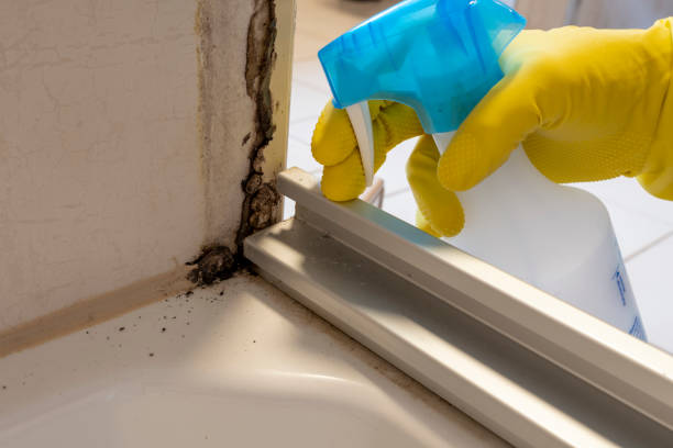 Professional Mold Removal in South Willard, UT
