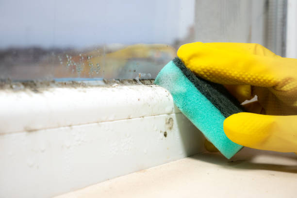 Best Mold Testing  in Soh Willard, UT