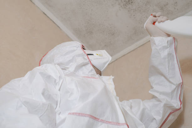 Best Toxic Mold Removal  in Soh Willard, UT