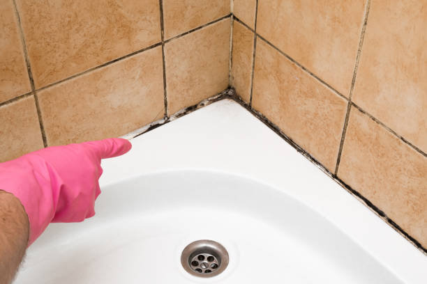 Best Mold Damage Repair  in Soh Willard, UT